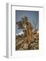 USA, Eastern Sierra, White Mountains, bristlecone pines-John Ford-Framed Photographic Print