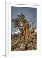 USA, Eastern Sierra, White Mountains, bristlecone pines-John Ford-Framed Photographic Print