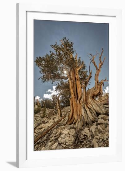 USA, Eastern Sierra, White Mountains, bristlecone pines-John Ford-Framed Photographic Print