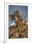 USA, Eastern Sierra, White Mountains, bristlecone pines-John Ford-Framed Photographic Print