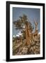 USA, Eastern Sierra, White Mountains, bristlecone pines-John Ford-Framed Photographic Print