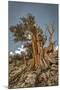 USA, Eastern Sierra, White Mountains, bristlecone pines-John Ford-Mounted Photographic Print