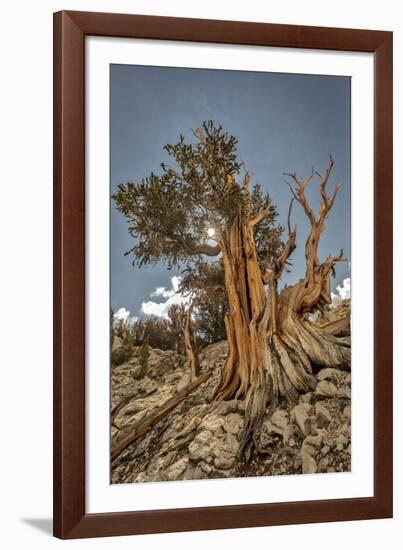 USA, Eastern Sierra, White Mountains, bristlecone pines-John Ford-Framed Photographic Print