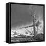 USA, Eastern Sierra, White Mountains, bristlecone pines-John Ford-Framed Stretched Canvas