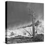 USA, Eastern Sierra, White Mountains, bristlecone pines-John Ford-Stretched Canvas