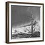 USA, Eastern Sierra, White Mountains, bristlecone pines-John Ford-Framed Photographic Print