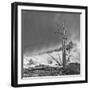 USA, Eastern Sierra, White Mountains, bristlecone pines-John Ford-Framed Photographic Print