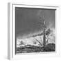 USA, Eastern Sierra, White Mountains, bristlecone pines-John Ford-Framed Photographic Print