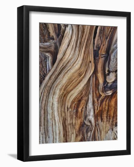 USA, Eastern Sierra, White Mountains, bristlecone pines-John Ford-Framed Photographic Print