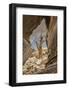 USA, Eastern Sierra, White Mountains, bristlecone pines-John Ford-Framed Photographic Print