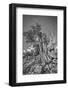 USA, Eastern Sierra, White Mountains, bristlecone pines-John Ford-Framed Photographic Print