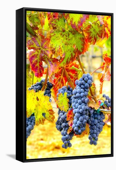 USA, Eastern Washington. Cabernet Sauvignon grapes ready for harvest in Washington's wine country.-Richard Duval-Framed Stretched Canvas