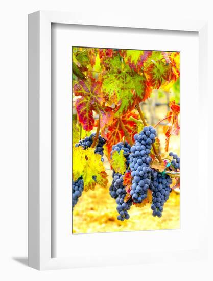 USA, Eastern Washington. Cabernet Sauvignon grapes ready for harvest in Washington's wine country.-Richard Duval-Framed Photographic Print