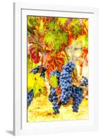 USA, Eastern Washington. Cabernet Sauvignon grapes ready for harvest in Washington's wine country.-Richard Duval-Framed Photographic Print