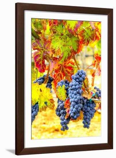 USA, Eastern Washington. Cabernet Sauvignon grapes ready for harvest in Washington's wine country.-Richard Duval-Framed Photographic Print