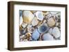 USA, Florida. A close-up photograph of beach sand and shells.-Margaret Gaines-Framed Photographic Print