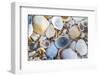 USA, Florida. A close-up photograph of beach sand and shells.-Margaret Gaines-Framed Photographic Print