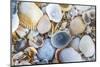 USA, Florida. A close-up photograph of beach sand and shells.-Margaret Gaines-Mounted Photographic Print