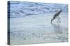 USA, Florida. A willet digs in the sand for food in the surf zone.-Margaret Gaines-Stretched Canvas