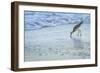 USA, Florida. A willet digs in the sand for food in the surf zone.-Margaret Gaines-Framed Photographic Print