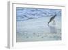 USA, Florida. A willet digs in the sand for food in the surf zone.-Margaret Gaines-Framed Photographic Print