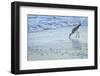 USA, Florida. A willet digs in the sand for food in the surf zone.-Margaret Gaines-Framed Photographic Print