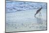 USA, Florida. A willet digs in the sand for food in the surf zone.-Margaret Gaines-Mounted Photographic Print