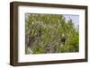 Usa, Florida. Bald eagle sitting in trees around Lochloosa Lake-Hollice Looney-Framed Photographic Print