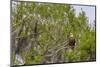 Usa, Florida. Bald eagle sitting in trees around Lochloosa Lake-Hollice Looney-Mounted Photographic Print