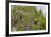 Usa, Florida. Bald eagle sitting in trees around Lochloosa Lake-Hollice Looney-Framed Photographic Print