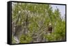 Usa, Florida. Bald eagle sitting in trees around Lochloosa Lake-Hollice Looney-Framed Stretched Canvas