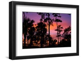 USA, Florida, Big Cypress National Preserve Adams camp sunset.-Connie Bransilver-Framed Photographic Print