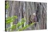 Usa, Florida. Birds around Lochloosa Lake-Hollice Looney-Stretched Canvas