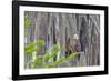 Usa, Florida. Birds around Lochloosa Lake-Hollice Looney-Framed Photographic Print