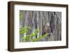 Usa, Florida. Birds around Lochloosa Lake-Hollice Looney-Framed Photographic Print