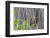 Usa, Florida. Birds around Lochloosa Lake-Hollice Looney-Framed Photographic Print