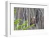 Usa, Florida. Birds around Lochloosa Lake-Hollice Looney-Framed Photographic Print