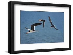 USA, Florida. Black skimmer birds in flight, Navarre.-Anna Miller-Framed Photographic Print