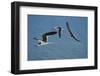 USA, Florida. Black skimmer birds in flight, Navarre.-Anna Miller-Framed Photographic Print