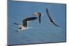 USA, Florida. Black skimmer birds in flight, Navarre.-Anna Miller-Mounted Photographic Print