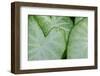 USA, Florida. Caladium leaves.-Anna Miller-Framed Photographic Print