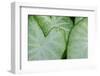 USA, Florida. Caladium leaves.-Anna Miller-Framed Photographic Print