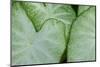 USA, Florida. Caladium leaves.-Anna Miller-Mounted Photographic Print