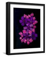 USA, Florida, Celebration. A bouquet of flowers-Hollice Looney-Framed Photographic Print