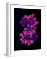 USA, Florida, Celebration. A bouquet of flowers-Hollice Looney-Framed Photographic Print