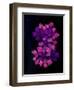 USA, Florida, Celebration. A bouquet of flowers-Hollice Looney-Framed Photographic Print