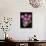 USA, Florida, Celebration. A bouquet of pink powderpuff flowers-Hollice Looney-Photographic Print displayed on a wall