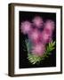 USA, Florida, Celebration. A bouquet of pink powderpuff flowers-Hollice Looney-Framed Photographic Print