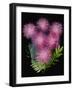 USA, Florida, Celebration. A bouquet of pink powderpuff flowers-Hollice Looney-Framed Photographic Print