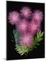 USA, Florida, Celebration. A bouquet of pink powderpuff flowers-Hollice Looney-Mounted Photographic Print